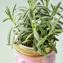 Load image into Gallery viewer, Garden Jars - Organic Herbs
