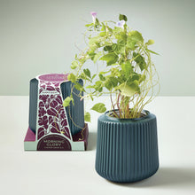 Load image into Gallery viewer, Flower Grow Kits
