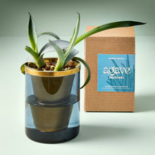 Load image into Gallery viewer, Agave Grow Kit
