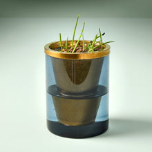 Load image into Gallery viewer, Agave Grow Kit
