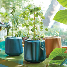 Load image into Gallery viewer, Flower Grow Kits
