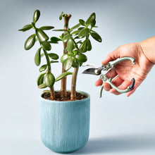Load image into Gallery viewer, Gardening Shears &amp; Pruners
