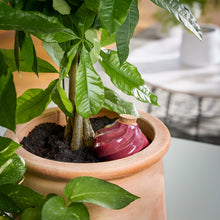Load image into Gallery viewer, Terracotta Watering Bulbs
