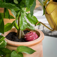 Load image into Gallery viewer, Terracotta Watering Bulbs
