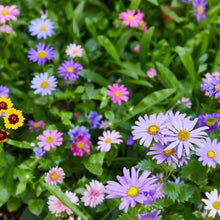 Load image into Gallery viewer, Seed Confetti Popper
