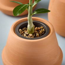 Load image into Gallery viewer, Modern Terracotta Grow Kits
