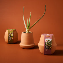Load image into Gallery viewer, Modern Terracotta Grow Kits
