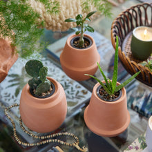 Load image into Gallery viewer, Modern Terracotta Grow Kits
