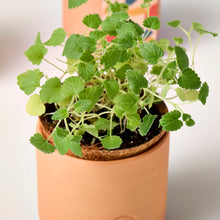 Load image into Gallery viewer, Pet Tiny Terracotta Grow Kits
