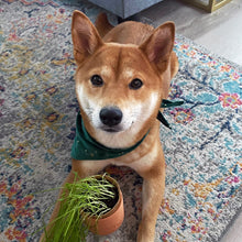 Load image into Gallery viewer, Pet Tiny Terracotta Grow Kits
