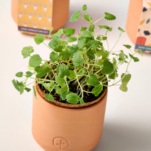 Load image into Gallery viewer, Tiny Terracotta Kits
