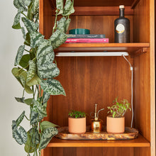 Load image into Gallery viewer, Tiny Terracotta Garden Kits
