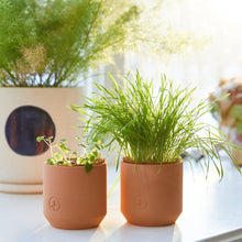 Load image into Gallery viewer, Pet Tiny Terracotta Grow Kits
