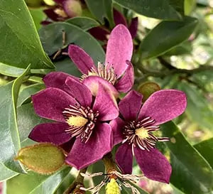 Magnolia figo Stellar Ruby 3g