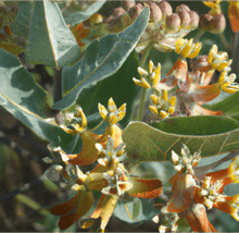Load image into Gallery viewer, Narrowleaf Milkweed Seeds
