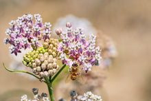 Load image into Gallery viewer, Narrowleaf Milkweed Seeds
