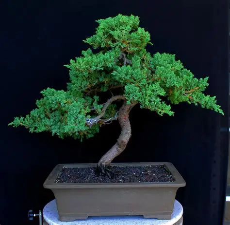 October 25th - Bonsai Workshop