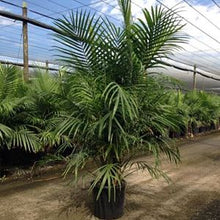 Load image into Gallery viewer, Palm Tree Presale for Furniture Market Rentals
