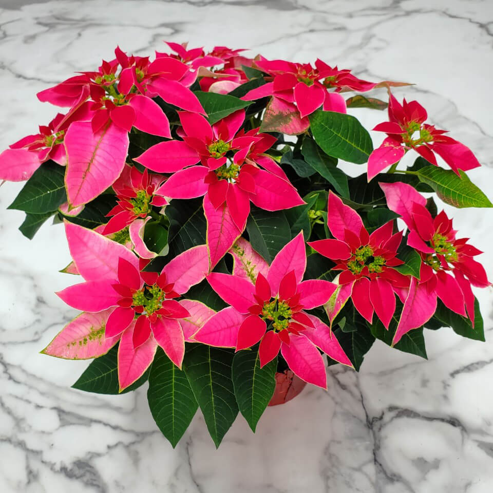 Poinsettia Pink 8