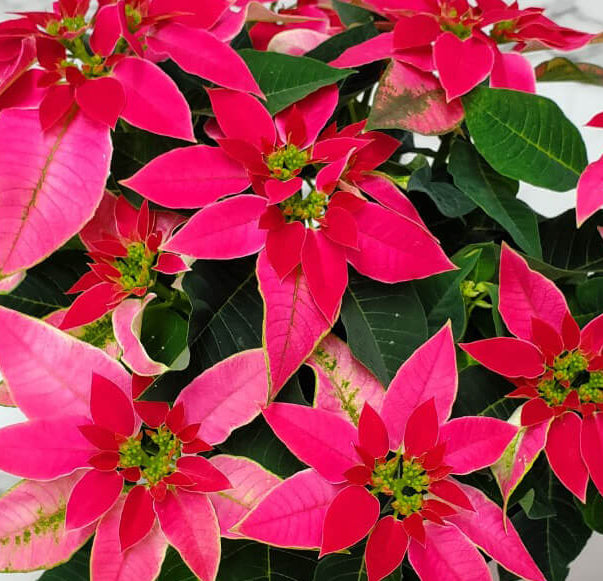 Poinsettia Pink 6.5