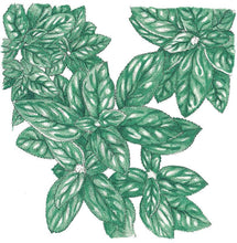 Load image into Gallery viewer, Genovese Basil Seeds (Organic)
