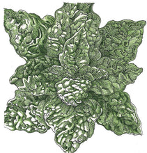 Load image into Gallery viewer, Bloomsdale Spinach Seeds (Organic)
