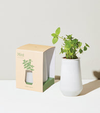 Load image into Gallery viewer, Tapered Tumbler Grow Kits
