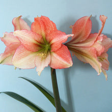 Load image into Gallery viewer, Amaryllis - Tinkerbell
