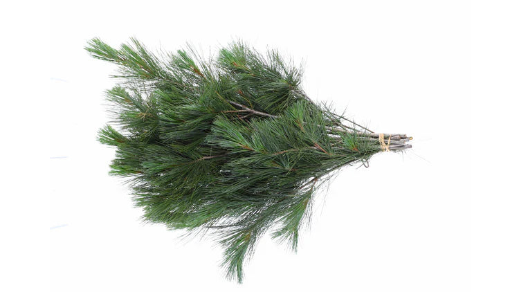 XMAS White Pine Bunch