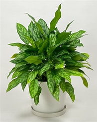 Chinese Evergreen 8"