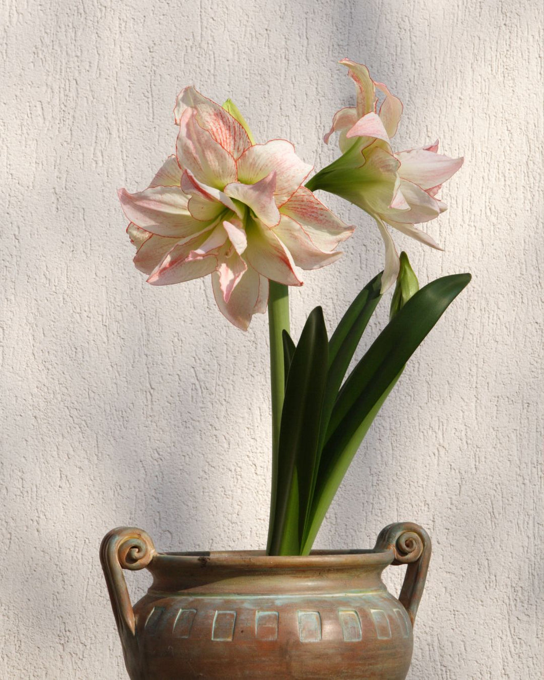 November 8 at 10am - Amaryllis Bulb Workshop