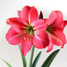 Load image into Gallery viewer, Amaryllis - Pink Flush
