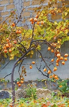 Load image into Gallery viewer, Persimmon (virginiana) tree 7g
