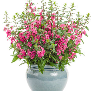 PW Angelonia Perfectly Pink 4"