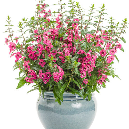 PW Angelonia Perfectly Pink 4