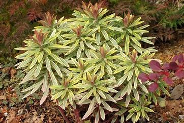 Euphorbia Ascot Rainbow Qt