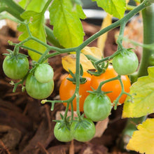 Load image into Gallery viewer, Bi-color Cherry Tomato Seeds (Organic)
