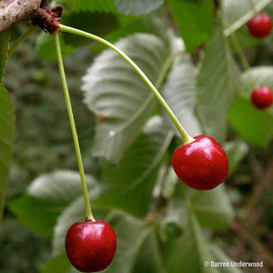 Prunus Black Cherry 10g