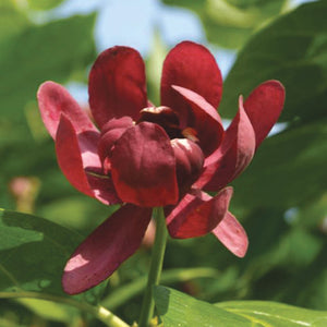 Calycanthus Aphrodite 3gal