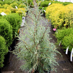 Carolina Sapphire Cypress 7g