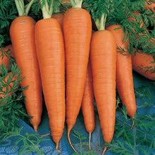 Load image into Gallery viewer, Danvers Carrot Seeds (Organic)
