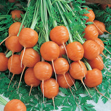 Load image into Gallery viewer, Parisian Carrot Seeds (Organic)
