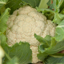 Load image into Gallery viewer, Snowball Cauliflower Seeds (Organic)
