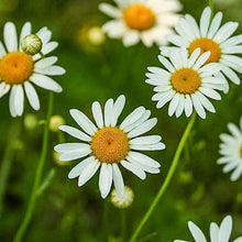 Load image into Gallery viewer, Chamomile Seeds (Organic)
