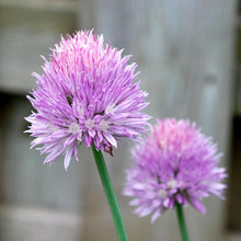 Load image into Gallery viewer, Chives Seeds (Organic)

