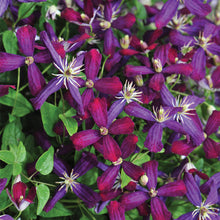 Load image into Gallery viewer, Clematis Sweet Summer Love 1g
