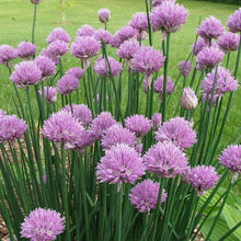 Load image into Gallery viewer, Chives Seeds (Organic)
