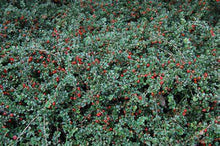 Load image into Gallery viewer, Cotoneaster apiculatus 3gal
