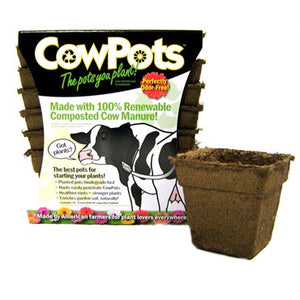 Cow Pot #4 Square 12ct