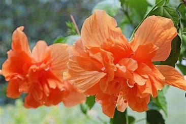 Hibiscus Double Orange 3g